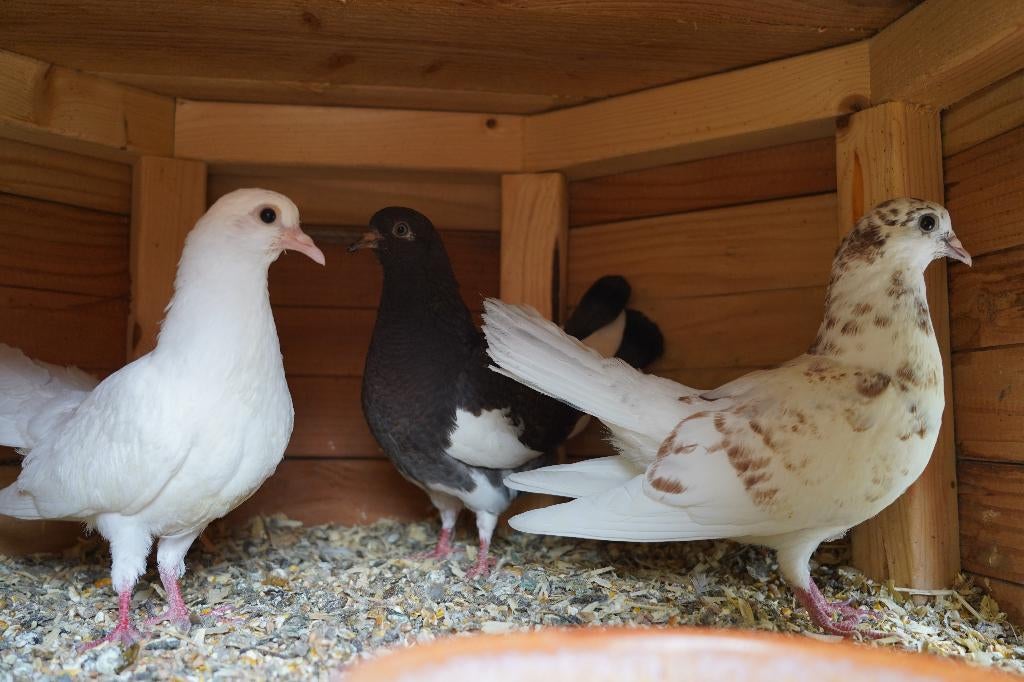 3 jonge gevarieerde pauwstaartjes (apart apart), Dieren en Toebehoren, Meerdere dieren
