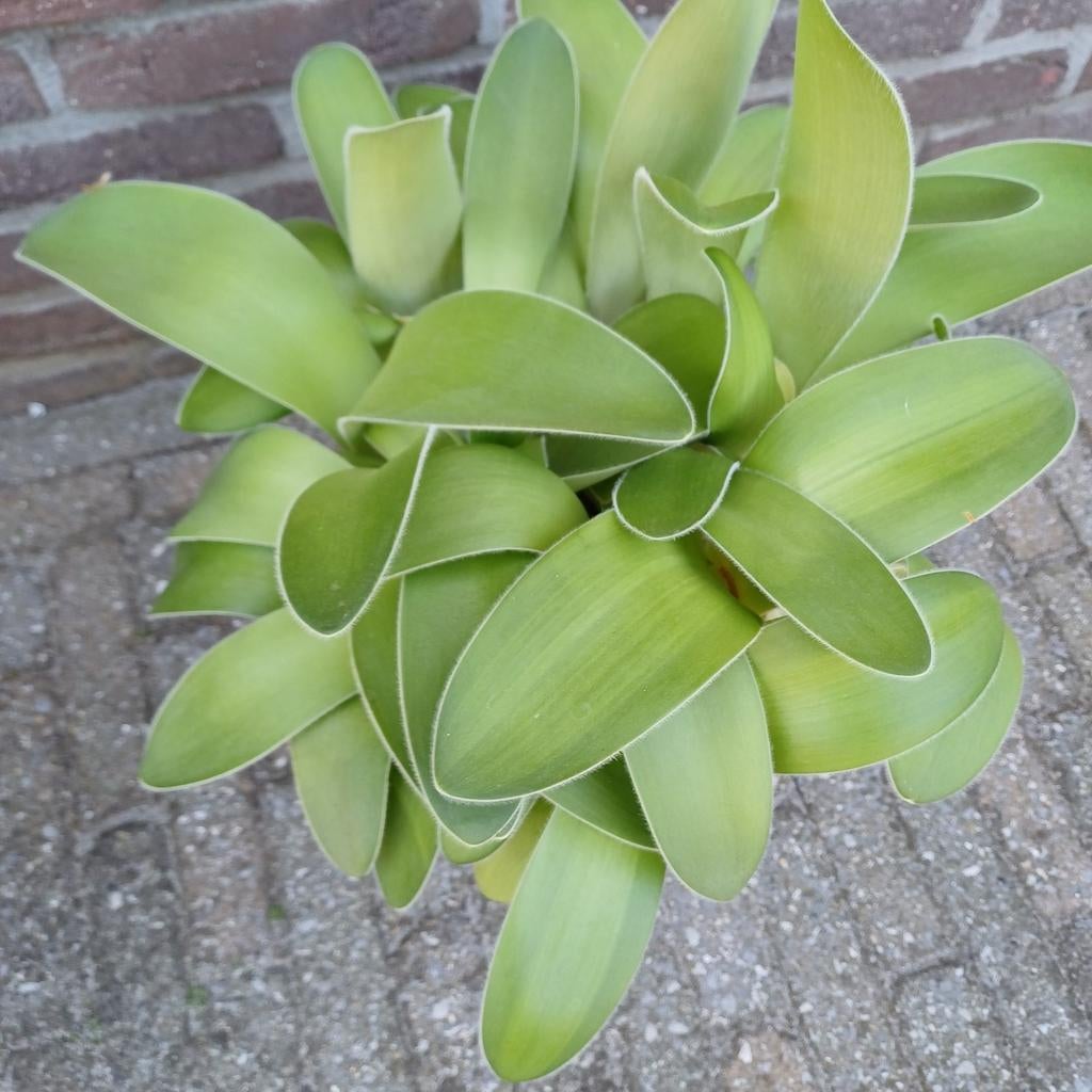 Poederkwast, Tuin en Terras, Ophalen, Herfst