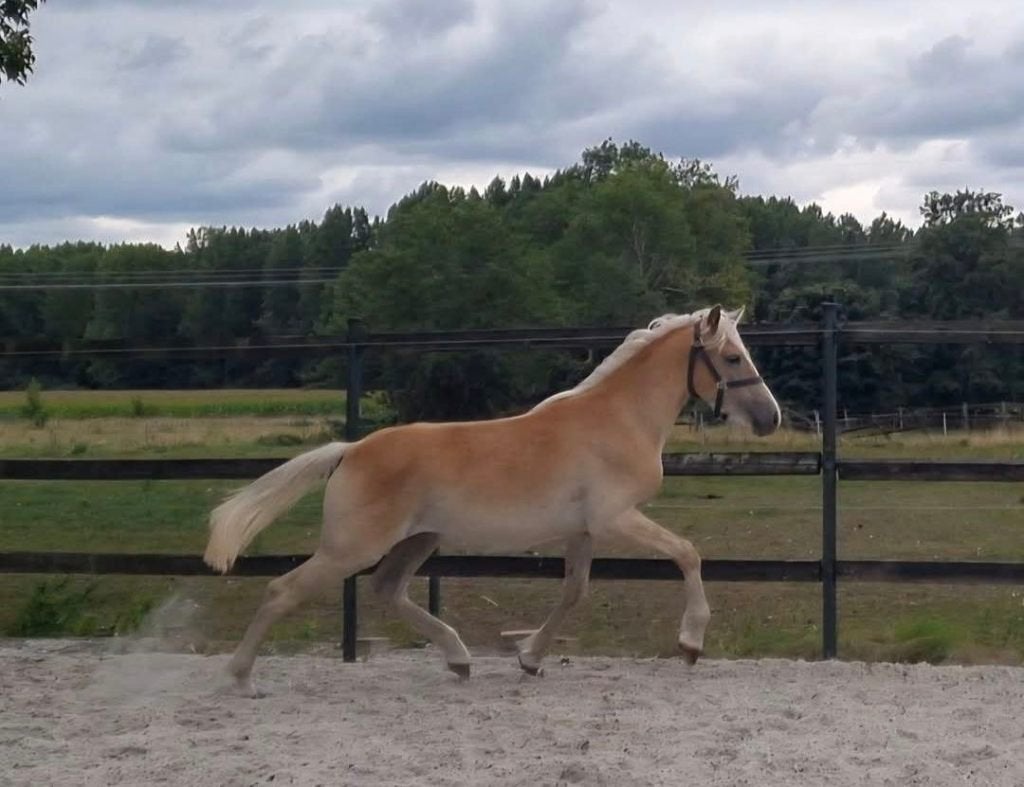 Leuke Haflinger ruin 2 jaar!, Ophalen, Nieuw, Recreatie