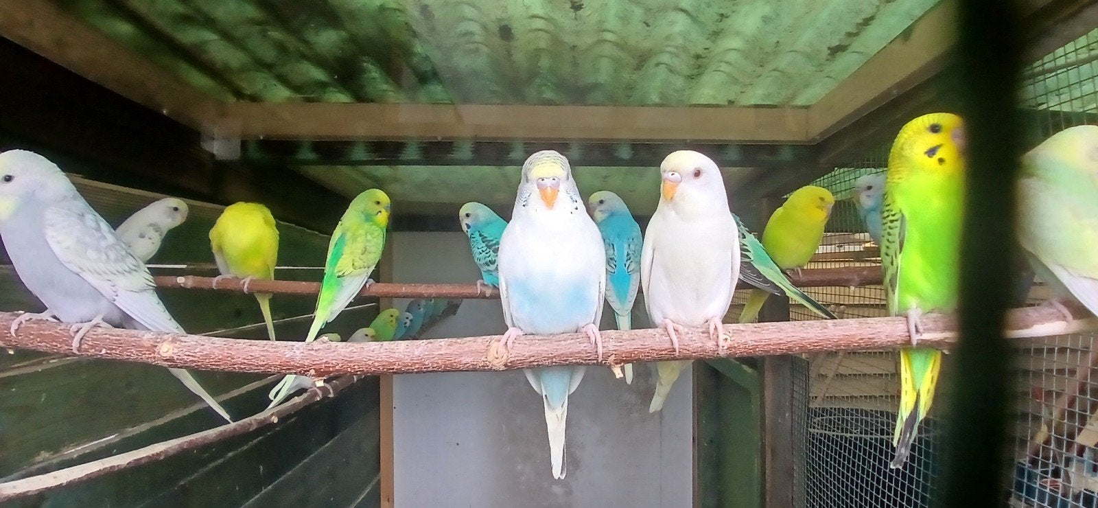grasparkieten, Dieren en Toebehoren