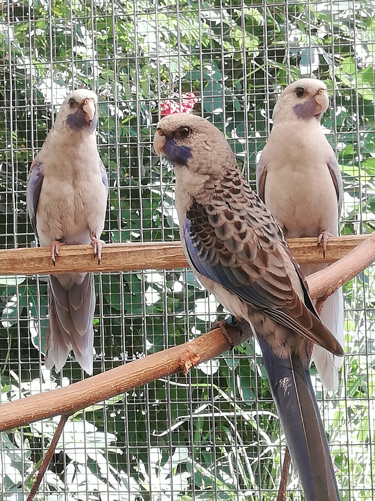 Blauwe pennanten, Dieren en Toebehoren, Geringd