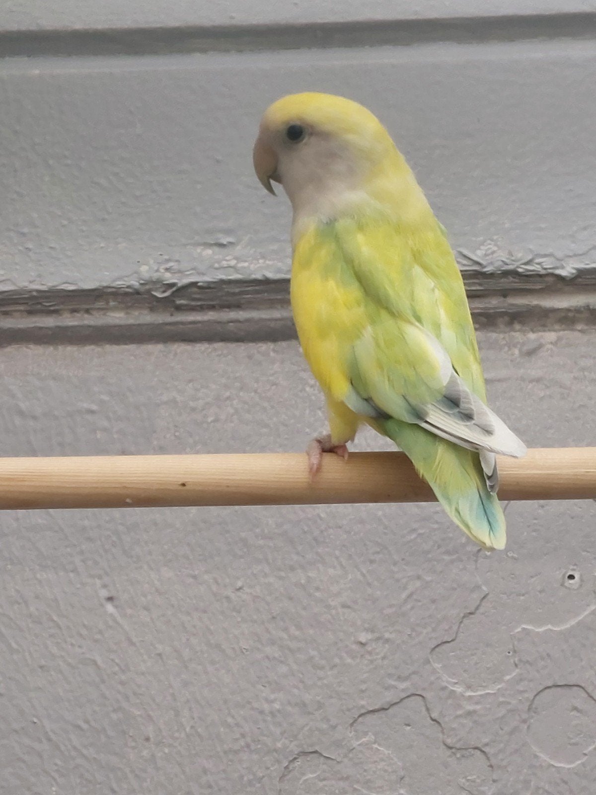 Agapornis roseicollie man, Dieren en Toebehoren, Vogels | Parkieten en Papegaaien