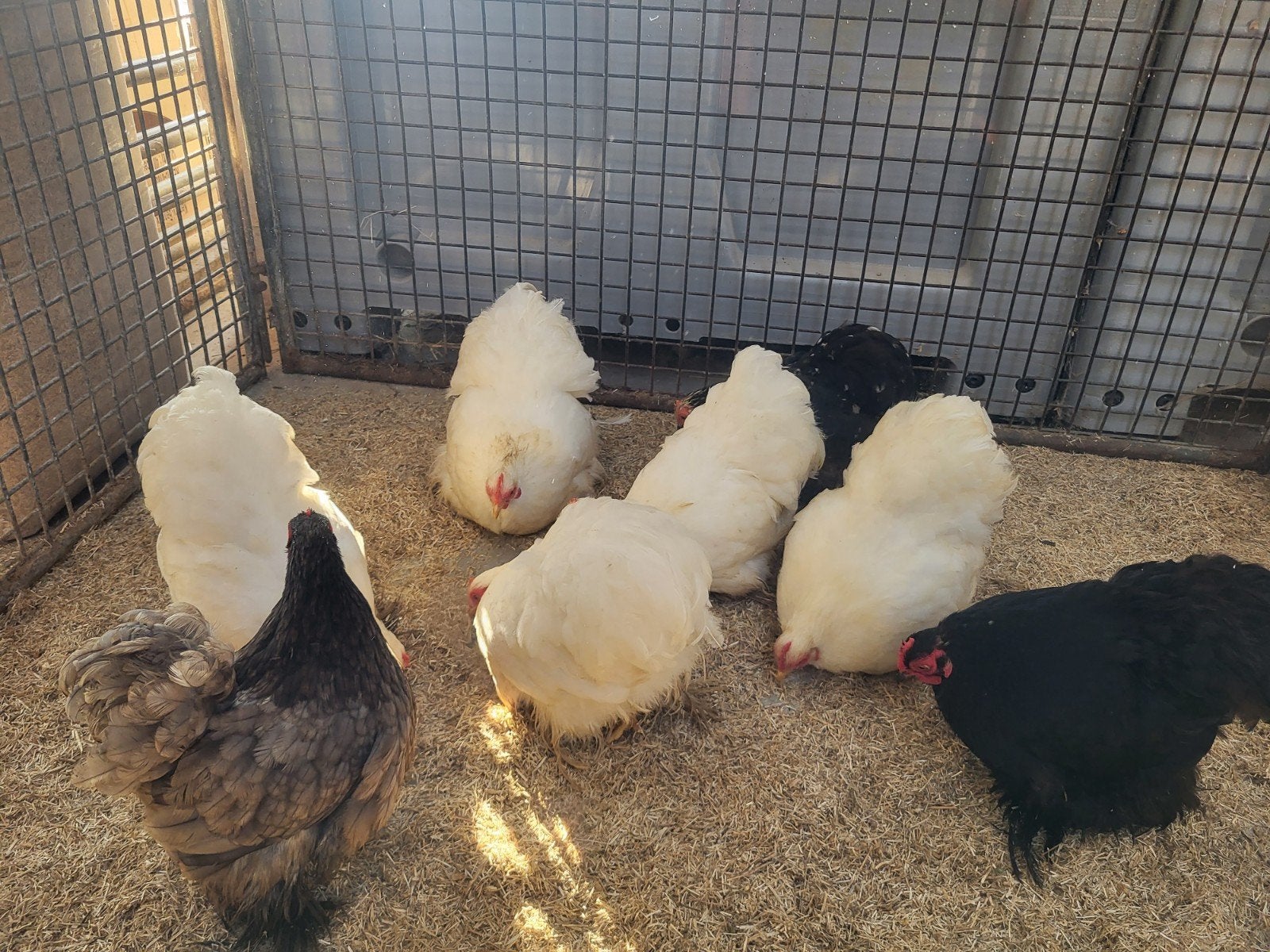 Poules bantam Cochin, Femelle, Poule ou poulet
