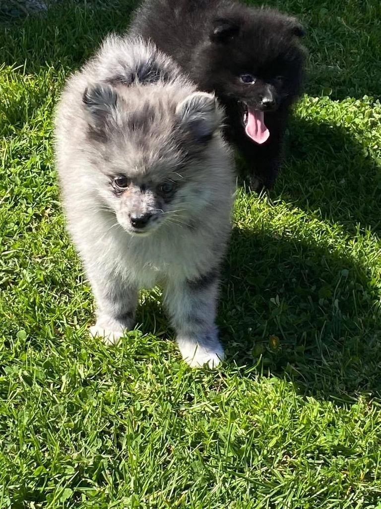 Kleinkees/spitz allemand, Animaux & Accessoires, Chiens | Huskys, Loulous & Types primitifs, Loulou, Plusieurs, Hépatite contagieuse (maladie de Rubarth)