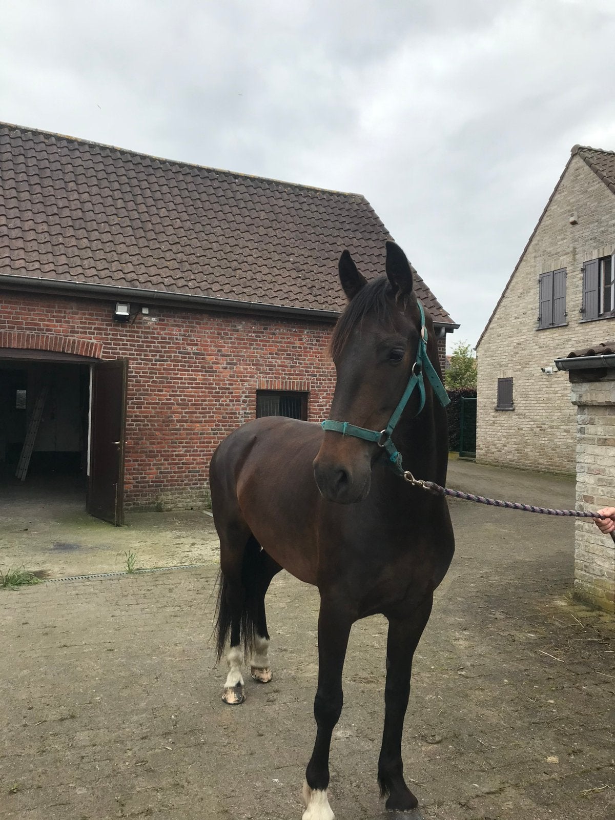 Tuigpaard, Dieren en Toebehoren, Paarden, Merrie, Met stamboom, Niet van toepassing, 7 tot 10 jaar