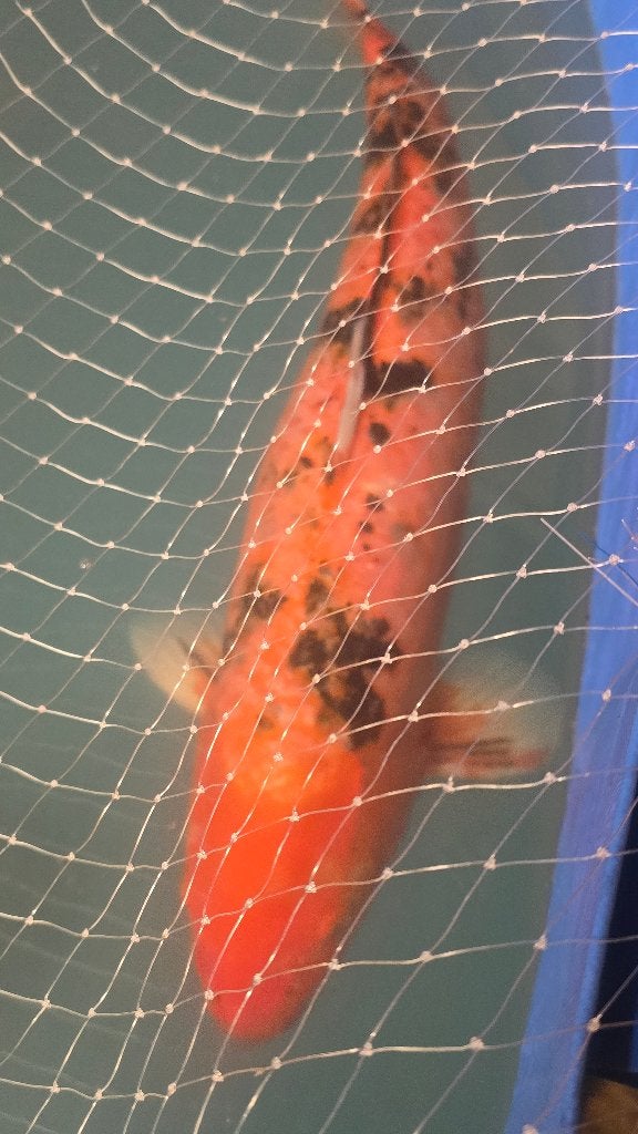 Koi karpers Fors gebouwd(60 tot 70), Dieren en Toebehoren