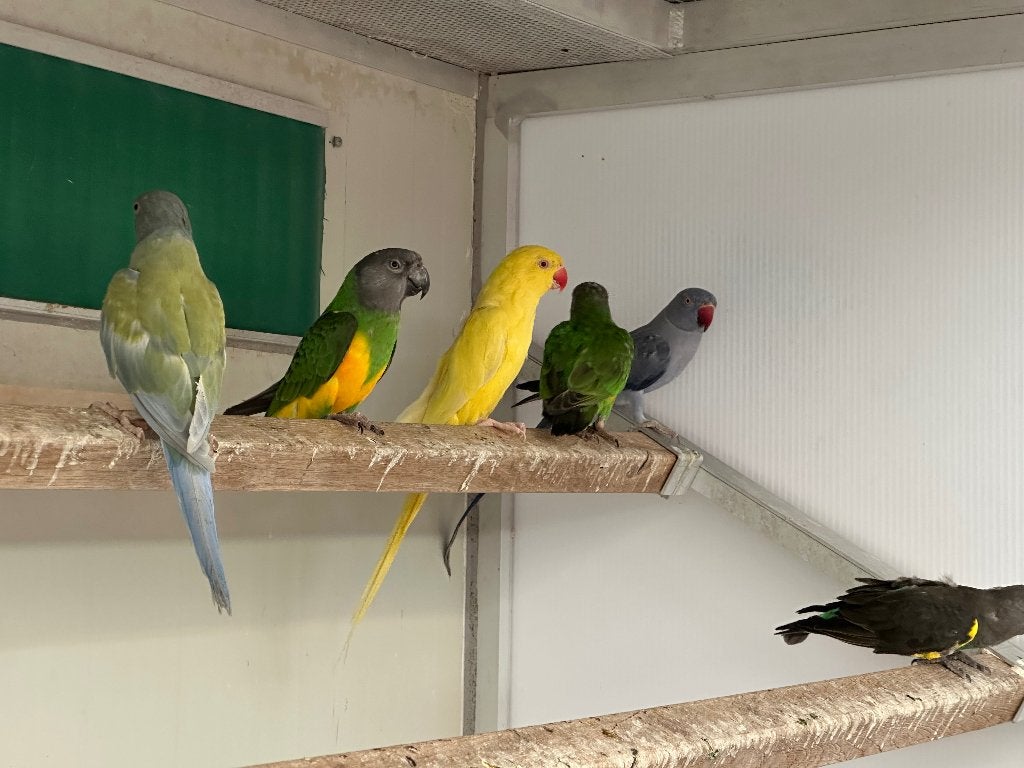 Koppel Bonte Boeren, Dieren en Toebehoren, Meerdere dieren, Papegaai
