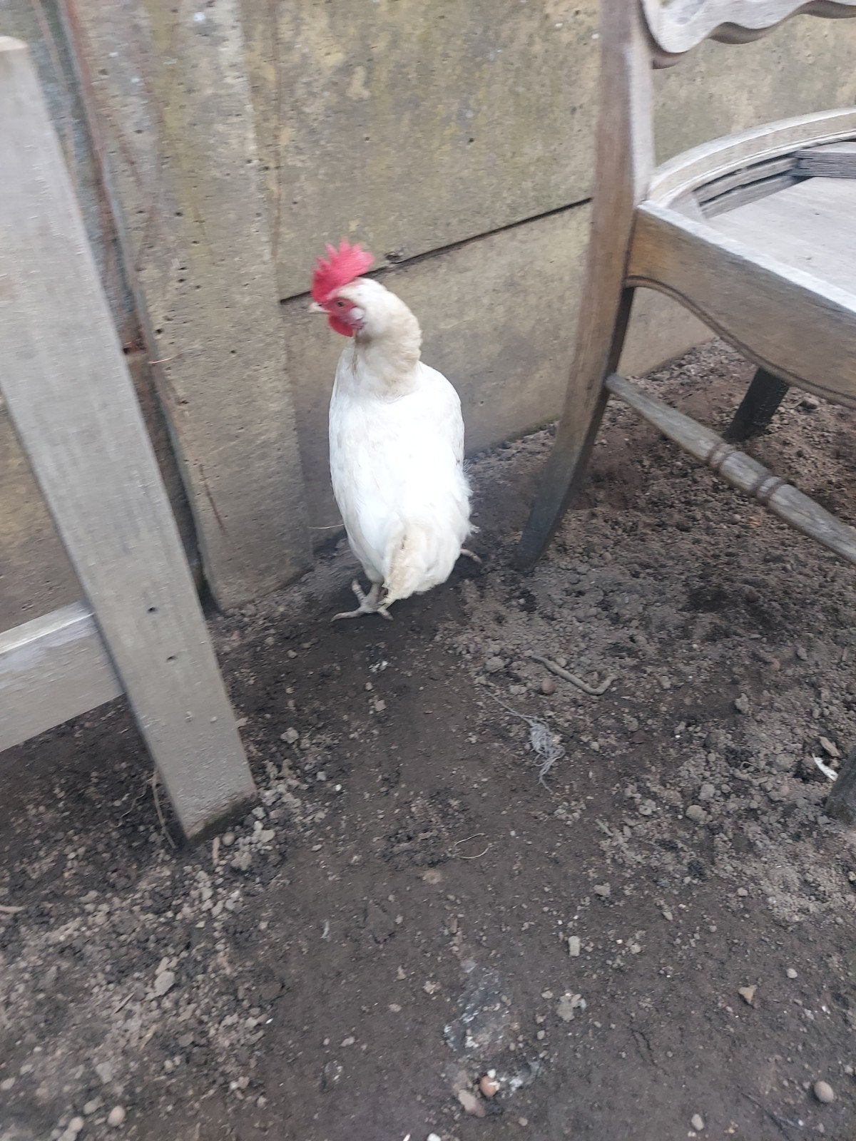 kip, Dieren en Toebehoren, Kip