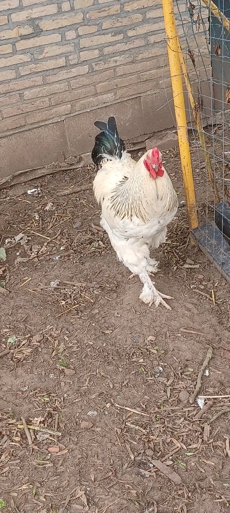 Kruising tussen Sussex en brahma haan, Dieren en Toebehoren, Mannelijk, Kip