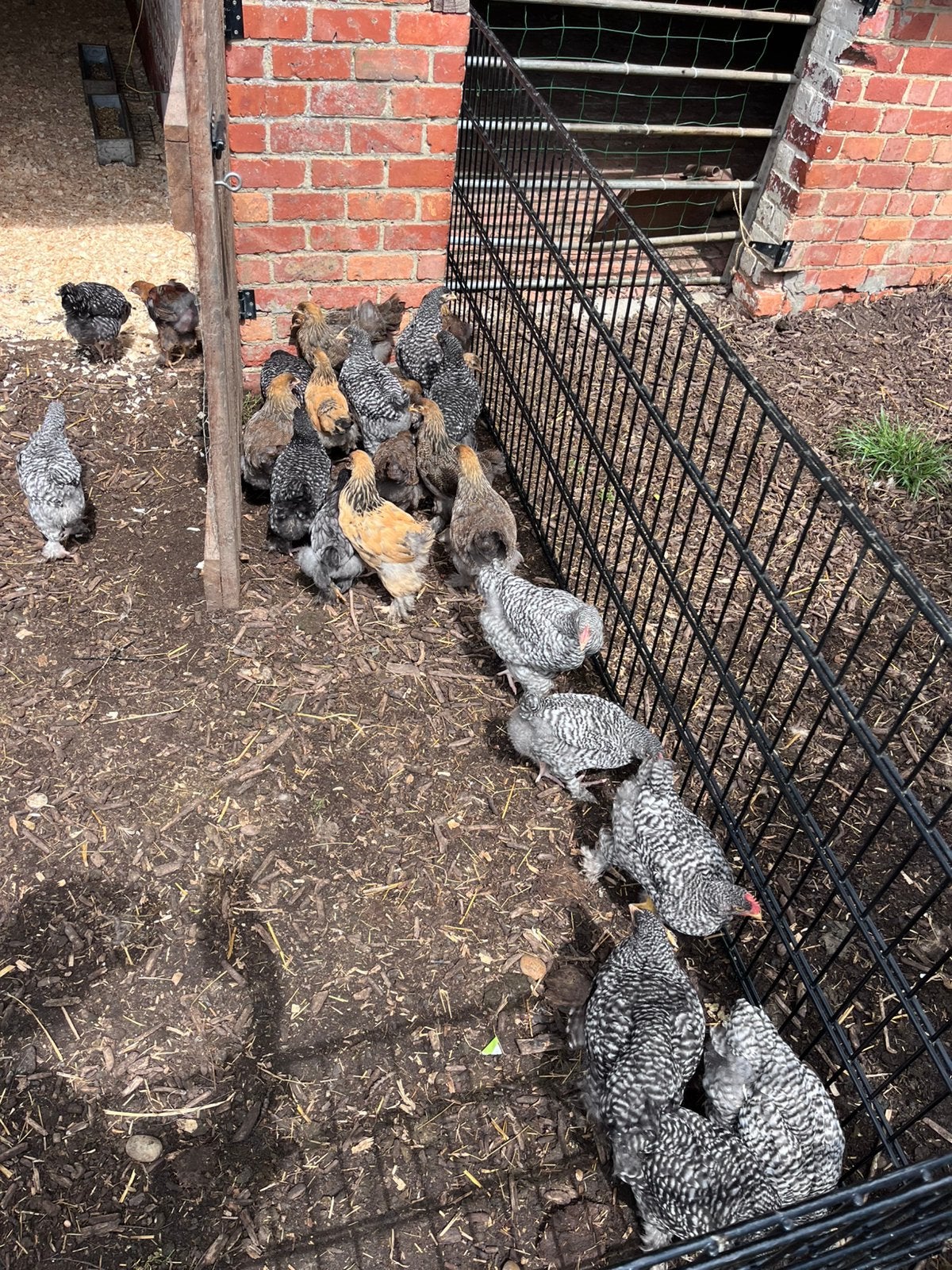 MECHELSE KOEKOEK - 12 weken, Plusieurs animaux, Poule ou poulet