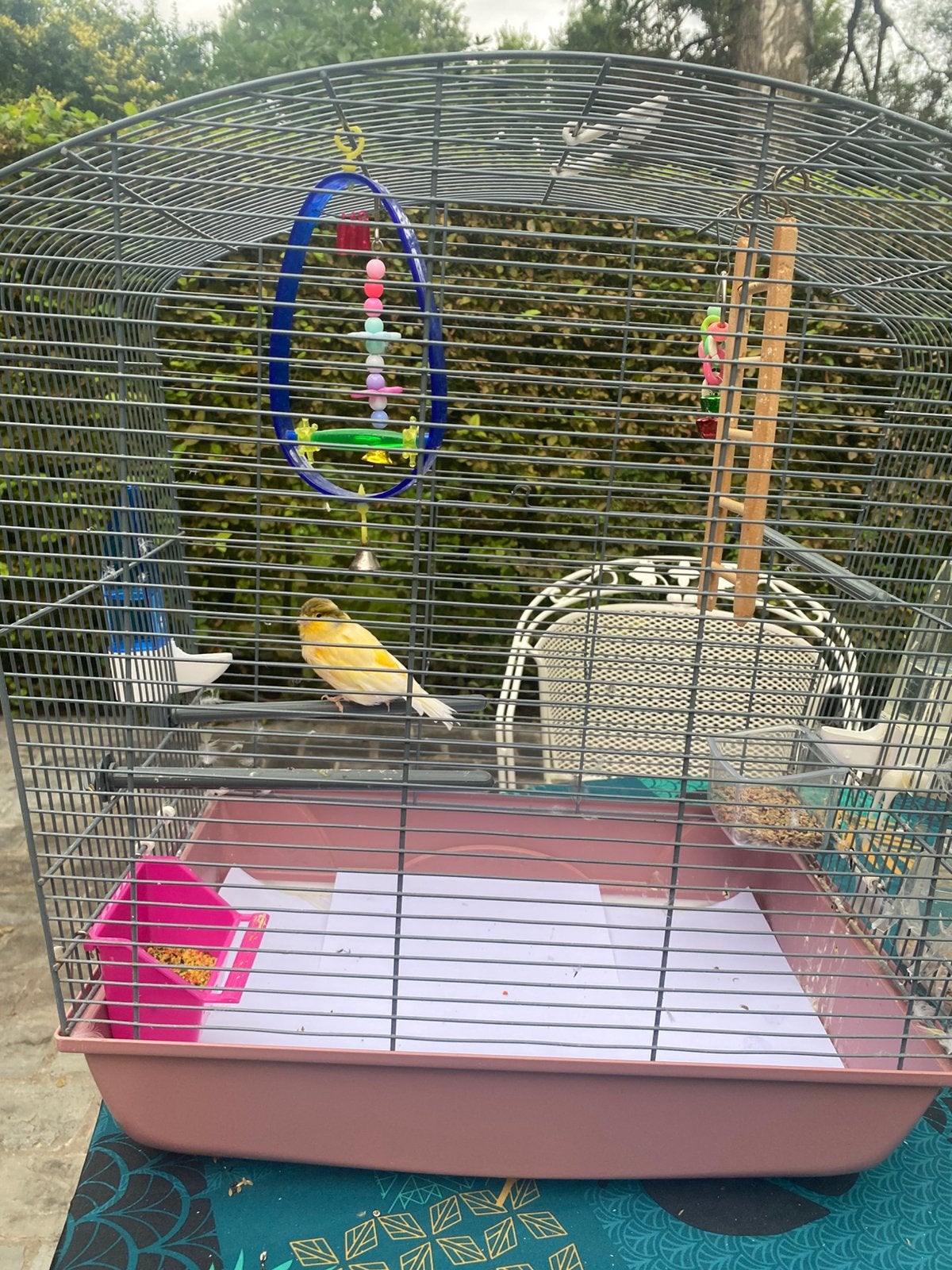 Canaris malinois avec cage et accessoires, Enlèvement, Comme neuf, Cage