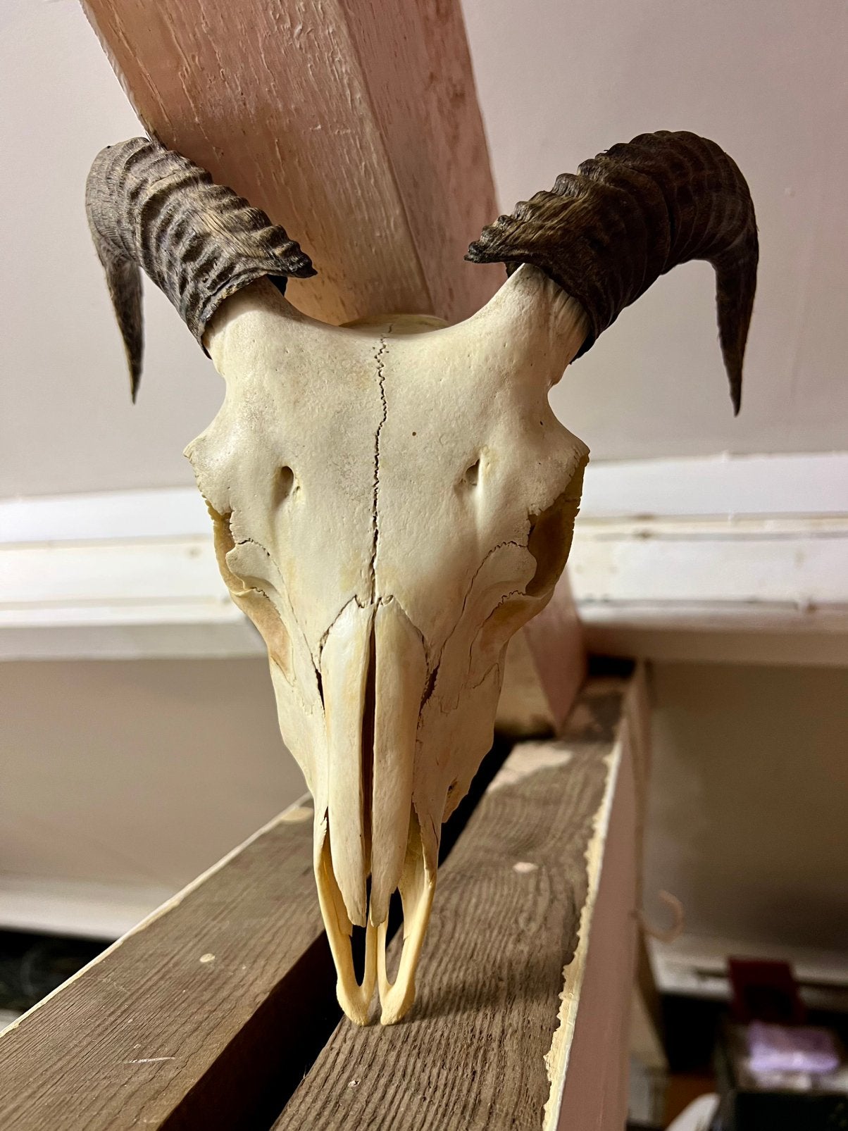 Schedel schaap, Verzamelen, Ophalen of Verzenden, Zo goed als nieuw, Schedel