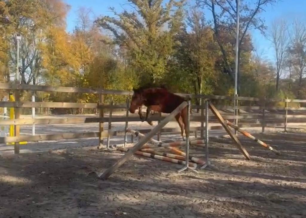 Beautiful colt for sale‼️, Dieren en Toebehoren, Paarden, Hengst