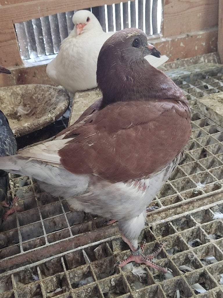 Duivenkoning, Dieren en Toebehoren, Meerdere dieren, Overige soorten