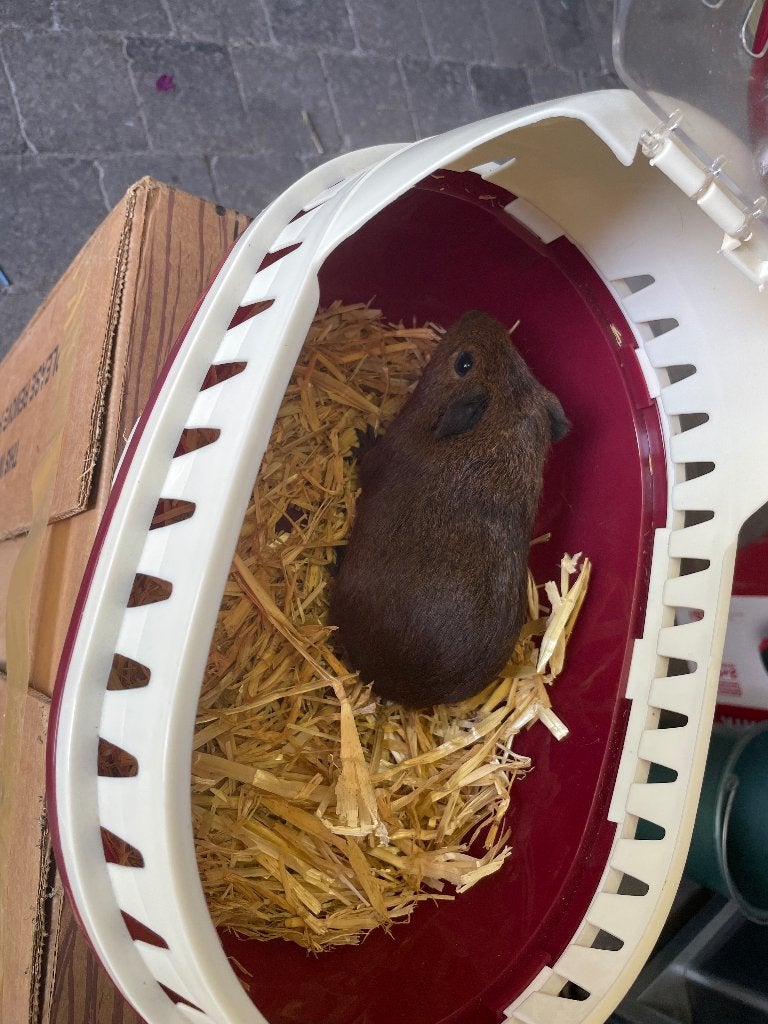 Tekoop cavia’s, Dieren en Toebehoren, Knaagdieren, Cavia, April, Meerdere dieren, Tam