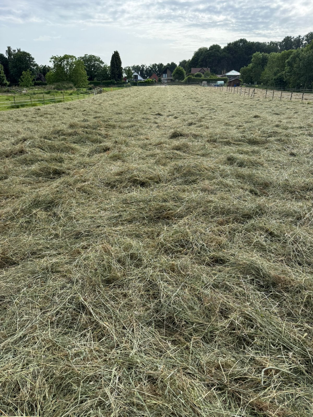 Kleine balen hooi te koop, Ophalen, Vee