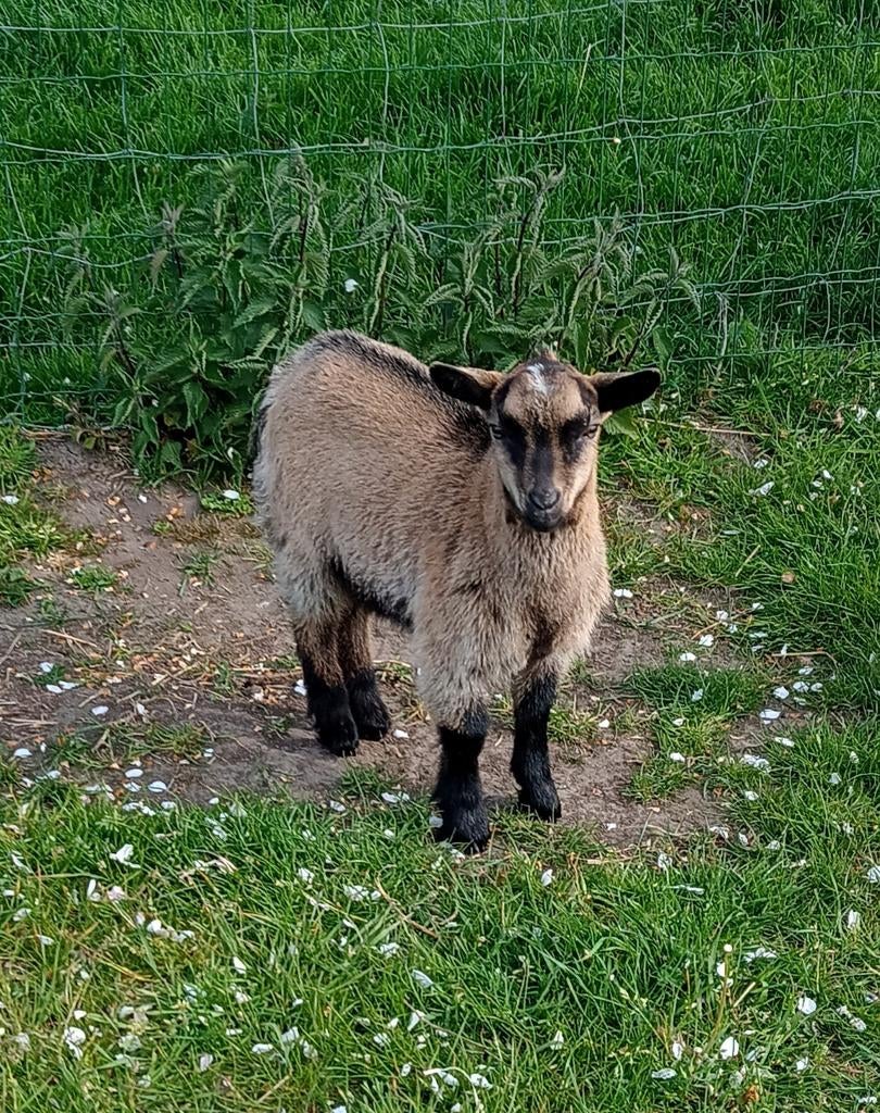 Zeldzaam, een hoornloos bokje, Dieren en Toebehoren, Schapen, Geiten en Varkens, Mannelijk, Geit, 0 tot 2 jaar
