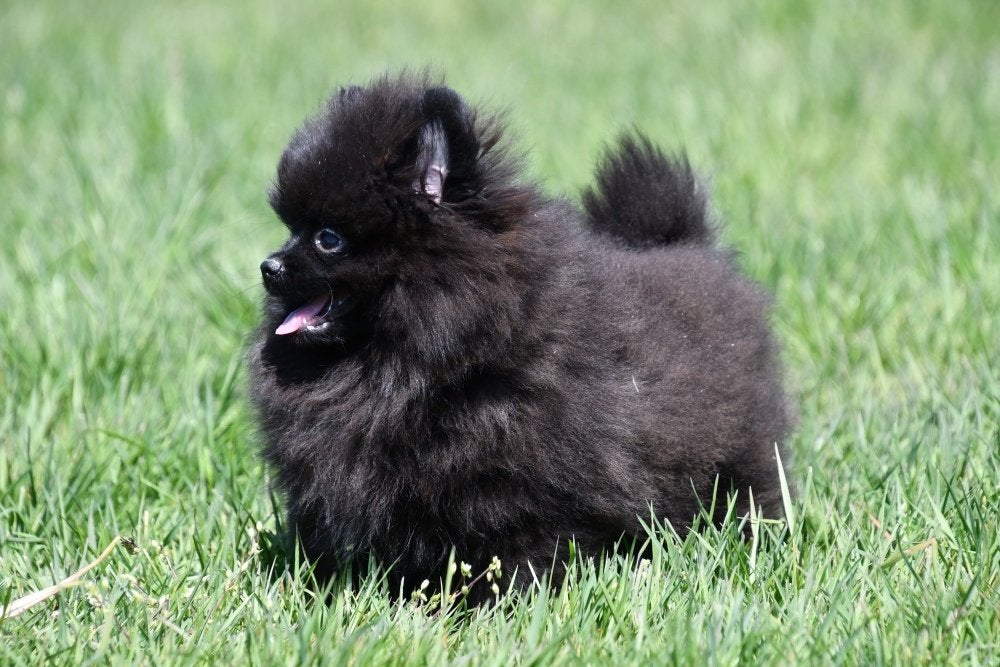 Chiot de Poméranie à vendre, Animaux & Accessoires, 15 semaines à 1 an, Étranger, Loulou, Chien (mâle)