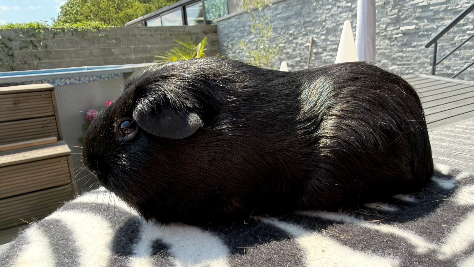 Cavia, zwart kortharig vrouwtje van Cavia, Ophalen, Cavia