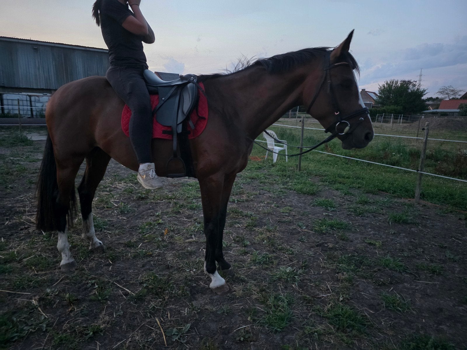 Super knappe merrie kwpn, Jument