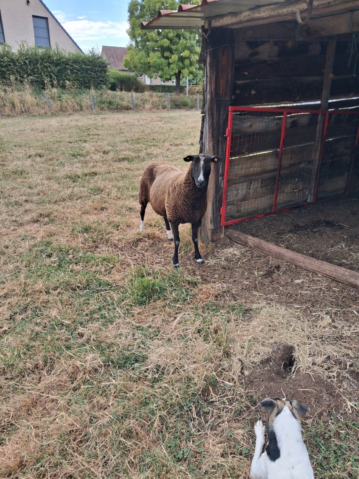 Zwartbles ooi., Dieren en Toebehoren