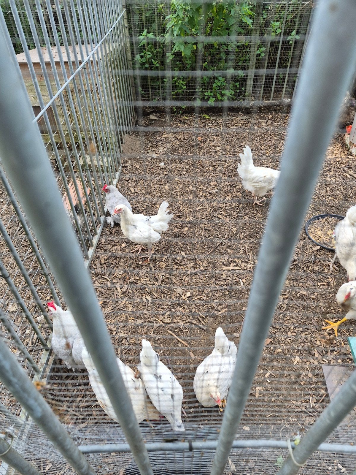 Jonge legkippen, Dieren en Toebehoren, Pluimvee