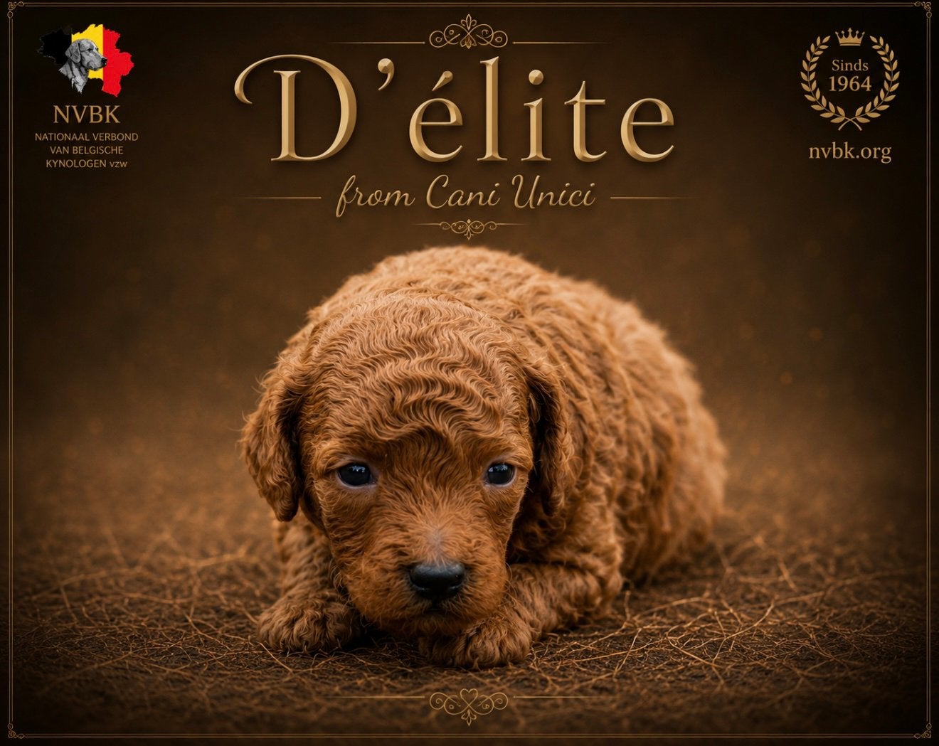 Toy poedel pups huiselijk met stamboom, Dieren en Toebehoren, Poedel, België, Fokker | Hobbymatig, CDV (hondenziekte)
