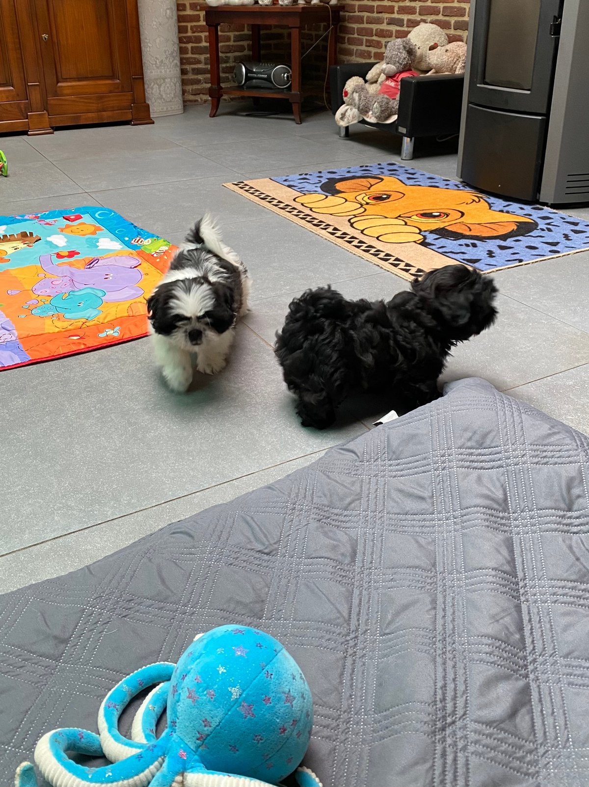 Shihtzu puppy’s, België, Overige rassen, CDV (hondenziekte), 8 tot 15 weken