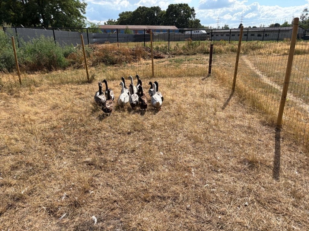 Eenden van vorst, Meerdere dieren, Eend