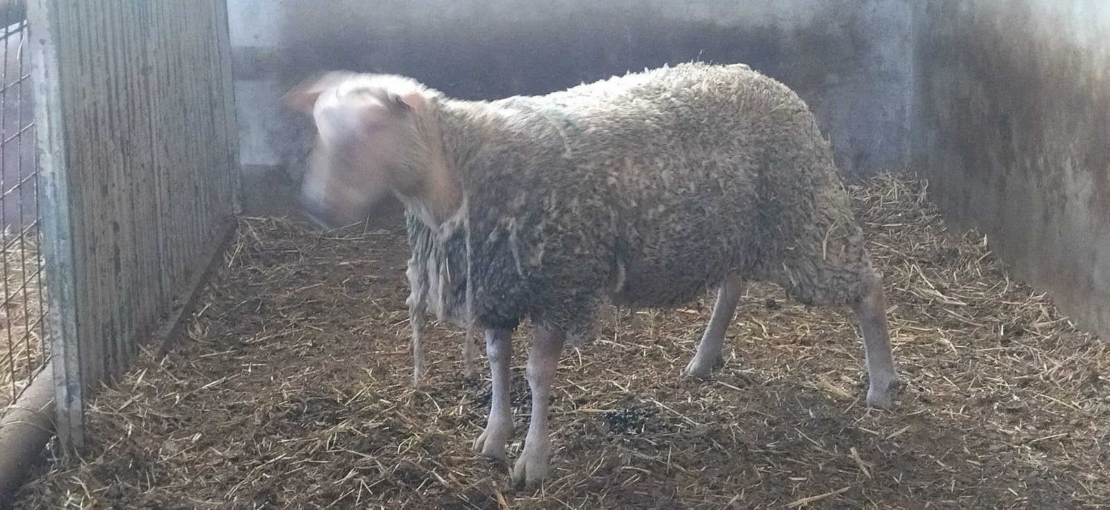 Mooie vette bokken 1jaar, Dieren en Toebehoren, Schapen, Geiten en Varkens