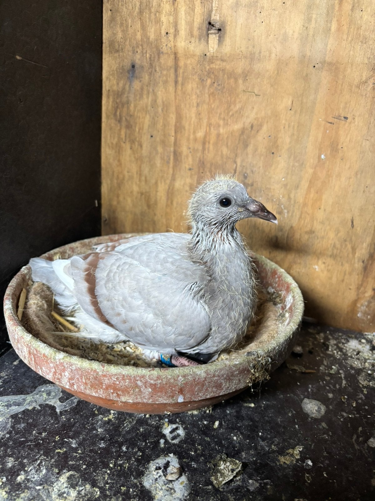 Hele mooie kleur x reisduif te koop, Dieren en Toebehoren, Postduif