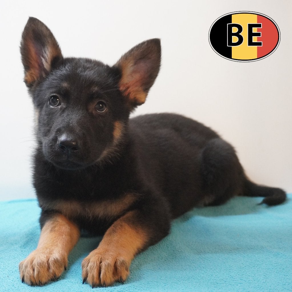 Duitse Herder pups te koop – Kracht en elegantie, Parvo, België, Handelaar, 8 tot 15 weken