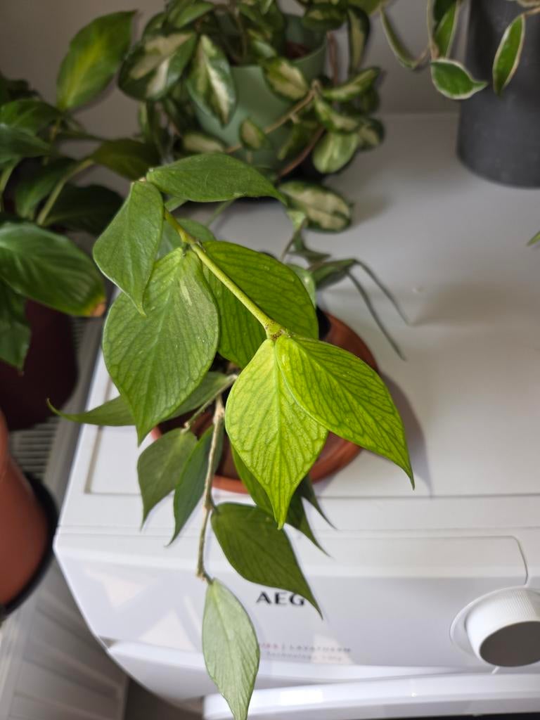 Hoya vissestaart, Huis en Inrichting, Kamerplanten, Verzenden