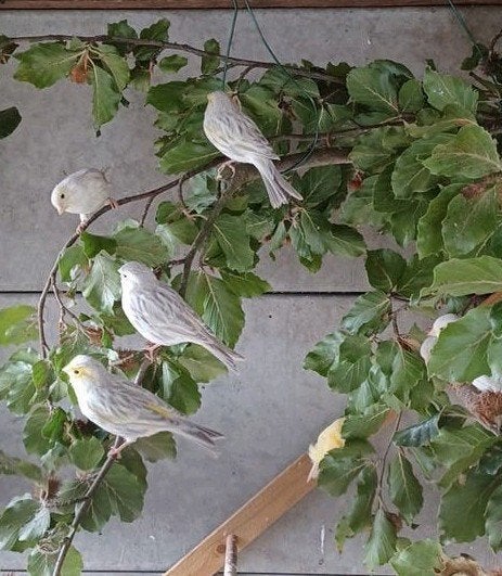 kanarie geel agaat opaal mozaiek, Dieren en Toebehoren