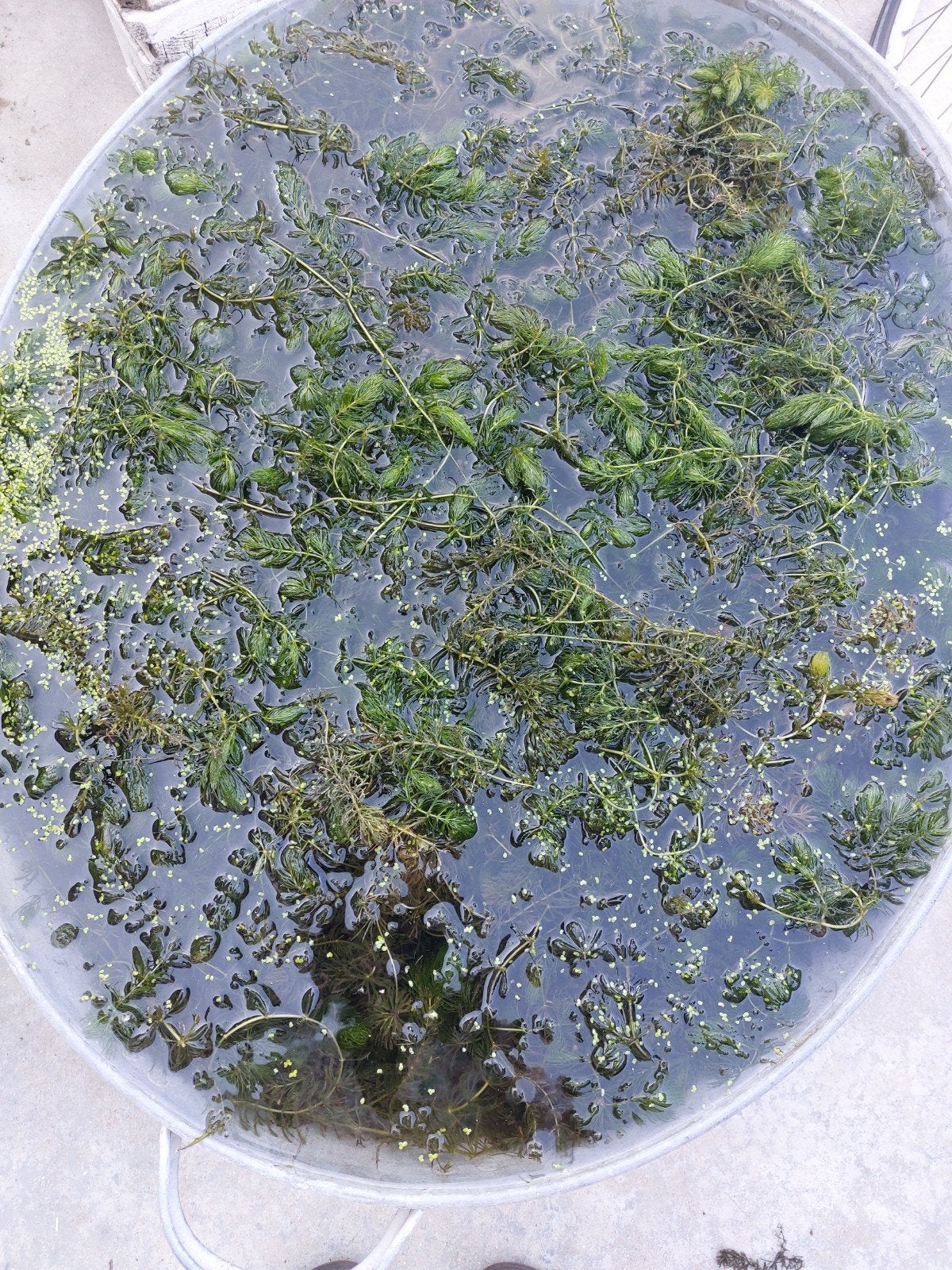 Zuurstofplanten / vijver, Ophalen