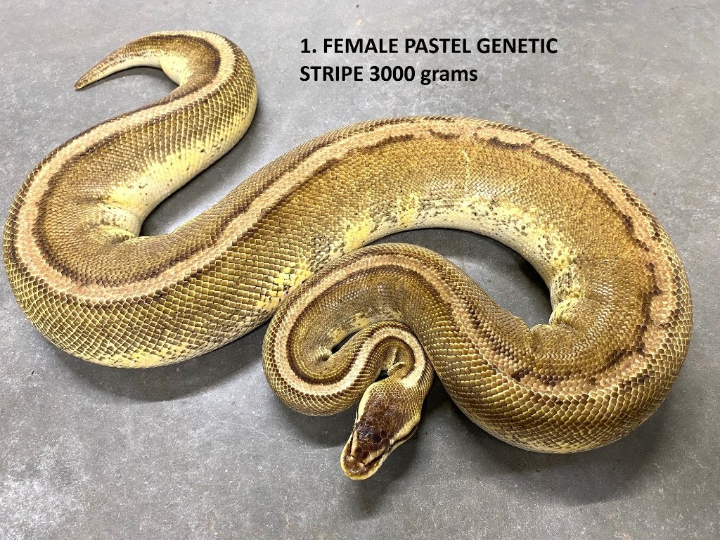 Koningspython halfwas en volwassen kweekdieren deel 1 Ball Python - unknown for sale from Corallus