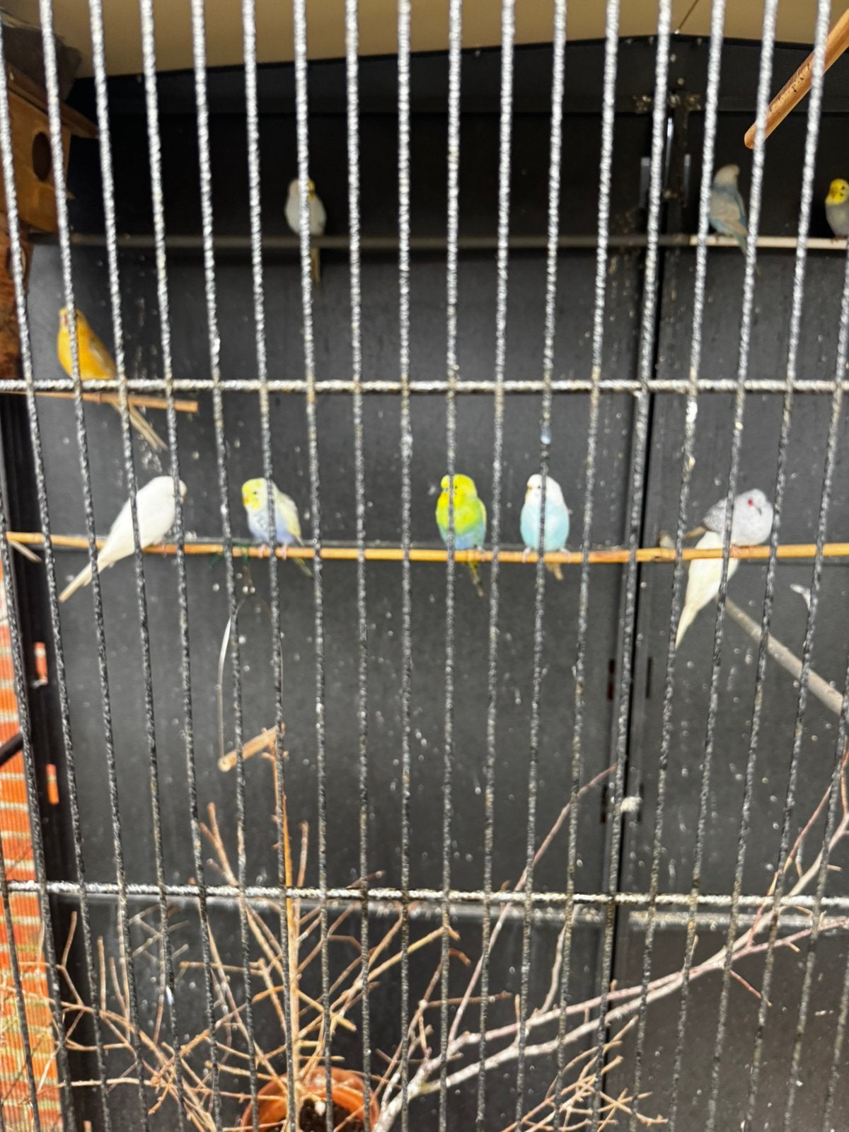 RegenboogParkietjes tekoop, Dieren en Toebehoren