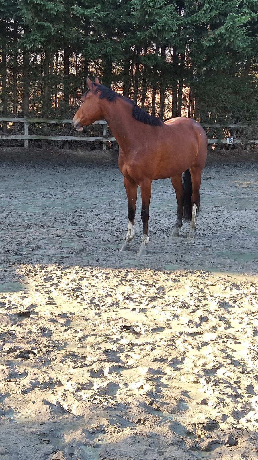 9-jarige fok/ wandel KWPN-merrie te koop, Dieren en Toebehoren, Merrie, Met stamboom, M, 7 tot 10 jaar