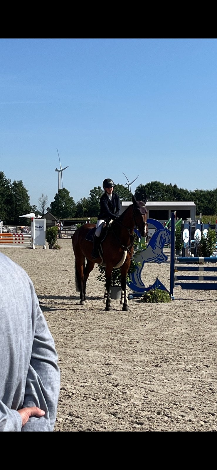6-jarige springruin, Animaux & Accessoires, Chevaux, B, 160 à 165 cm, Cheval de saut, 3 à 6 ans