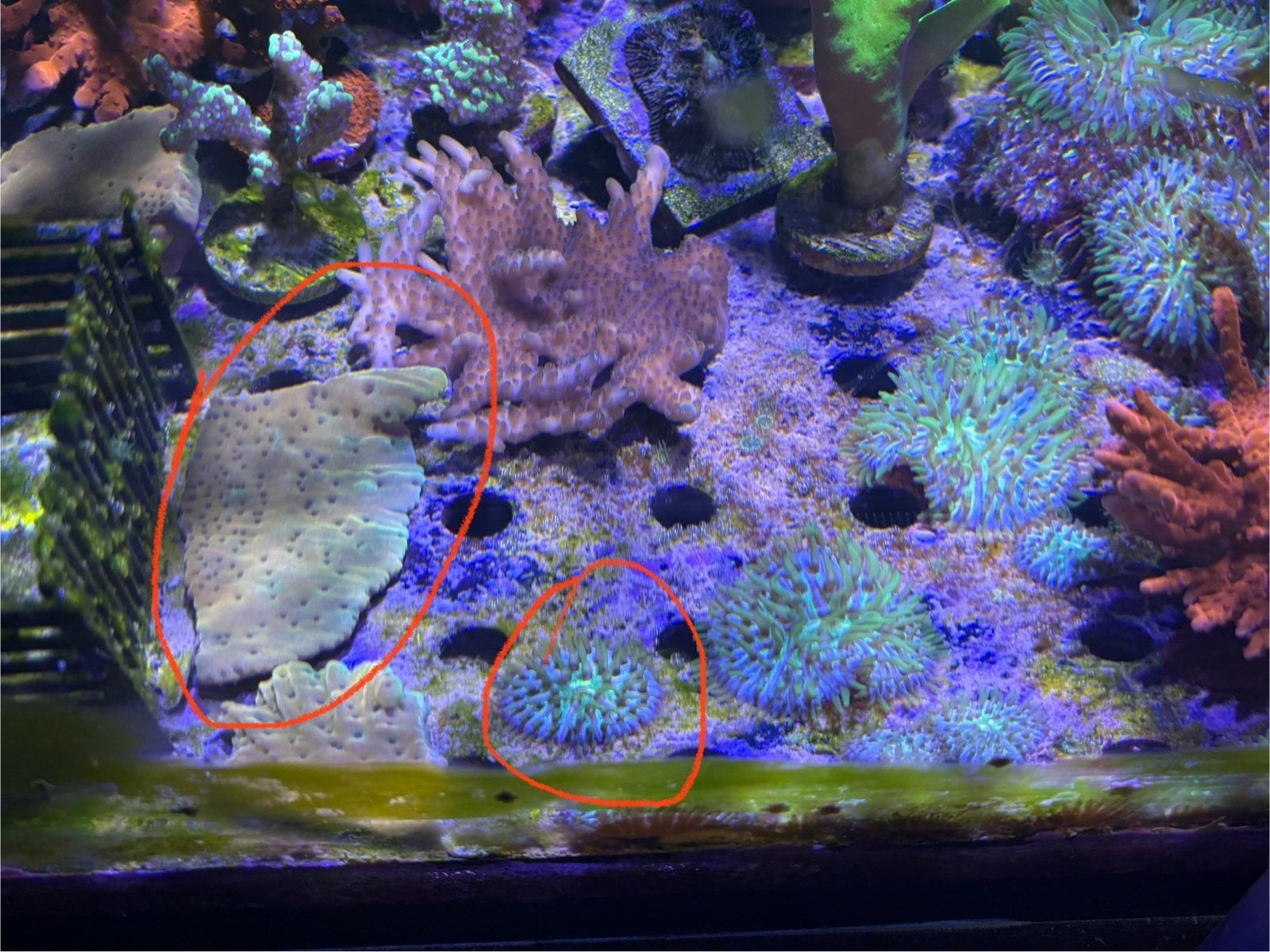 Montipora palawanensis kung pao beach bum, Animaux & Accessoires, Autres types, Poisson de mer