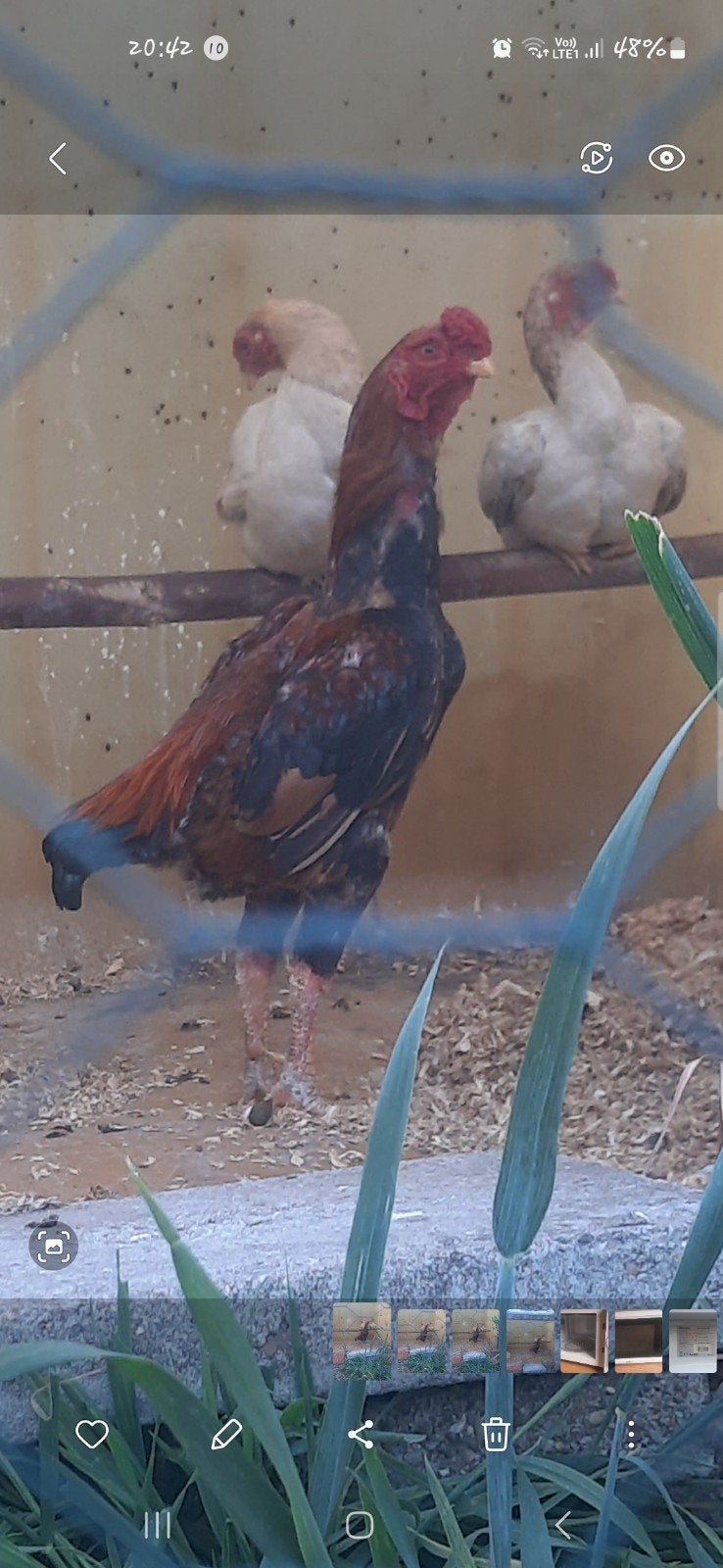 Ko shamo, Dieren en Toebehoren
