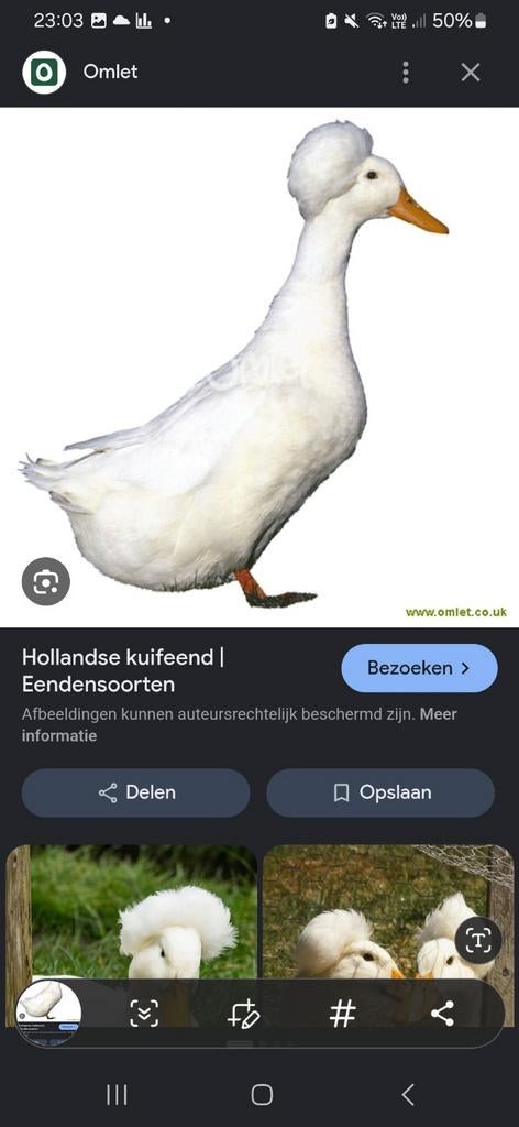 Hollanse kuif eenden, Dieren en Toebehoren, Pluimvee