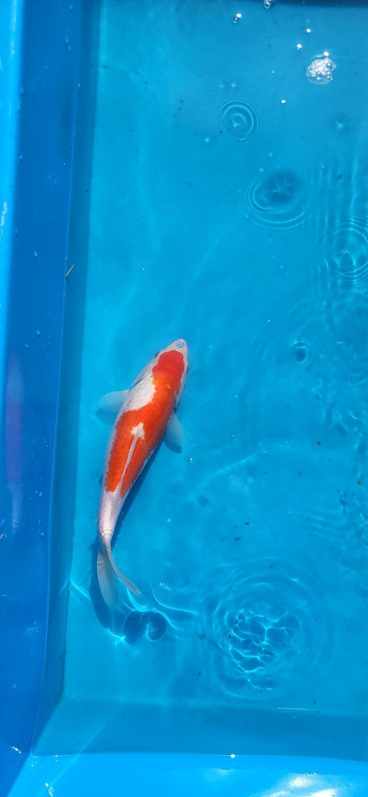 Kohaku 30 cm, Dieren en Toebehoren, Vissen | Vijvervissen