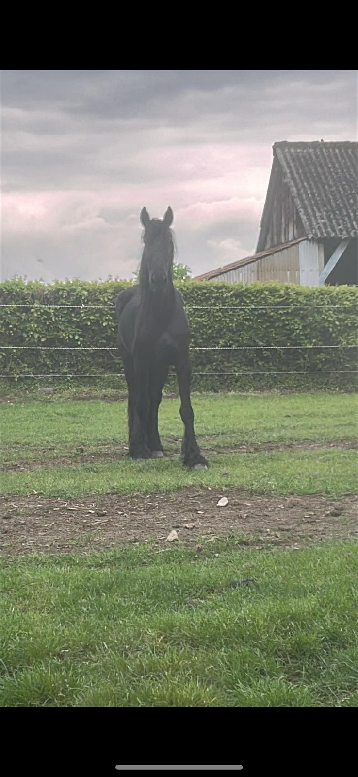 Friese 4-jarige merrie, Merrie, Met stamboom, Zadelmak, 3 tot 6 jaar