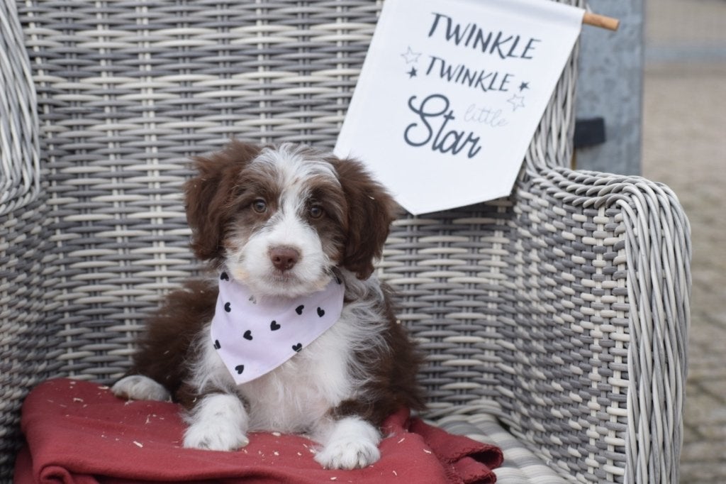 Aussidoodle pups Kruising Aussi x poedel, België, 8 tot 15 weken, Meerdere, Meerdere dieren