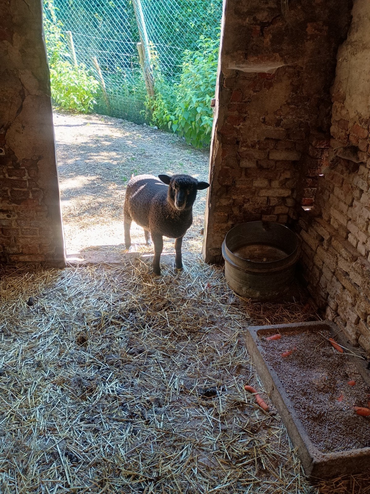 Schapen te koop,2 bokken en 2 ooien, Dieren en Toebehoren