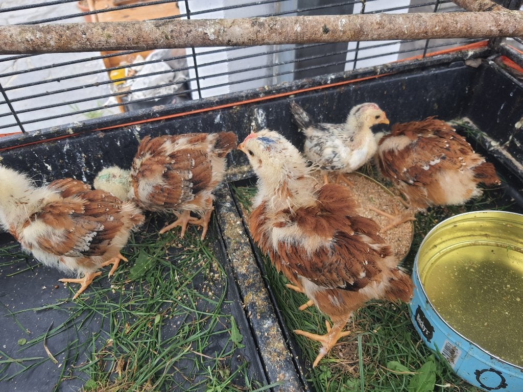 5 Leghorn kuikens te koop 40 euro, Meerdere dieren, Kip