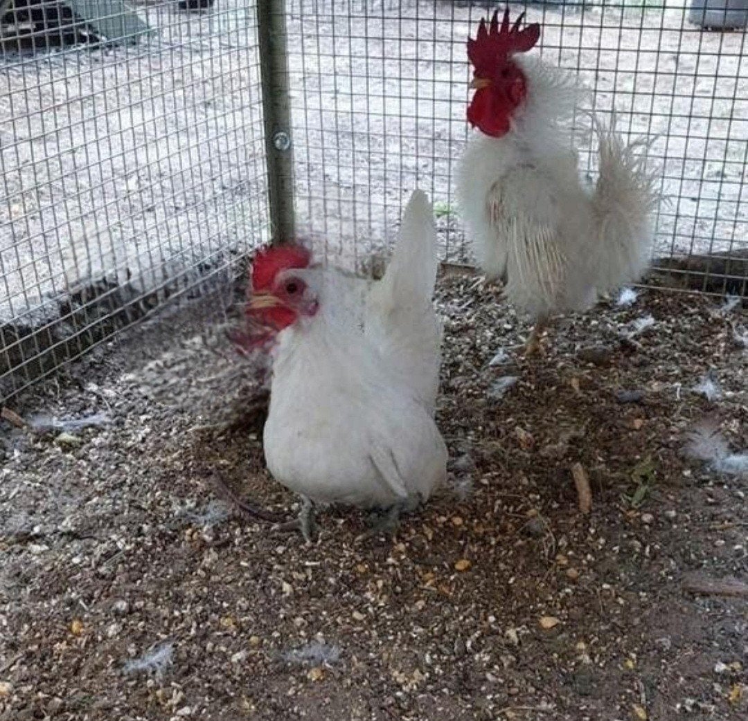 Koppel witte serama zijdeveer krulveer en gladveer., Animaux & Accessoires, Volatiles