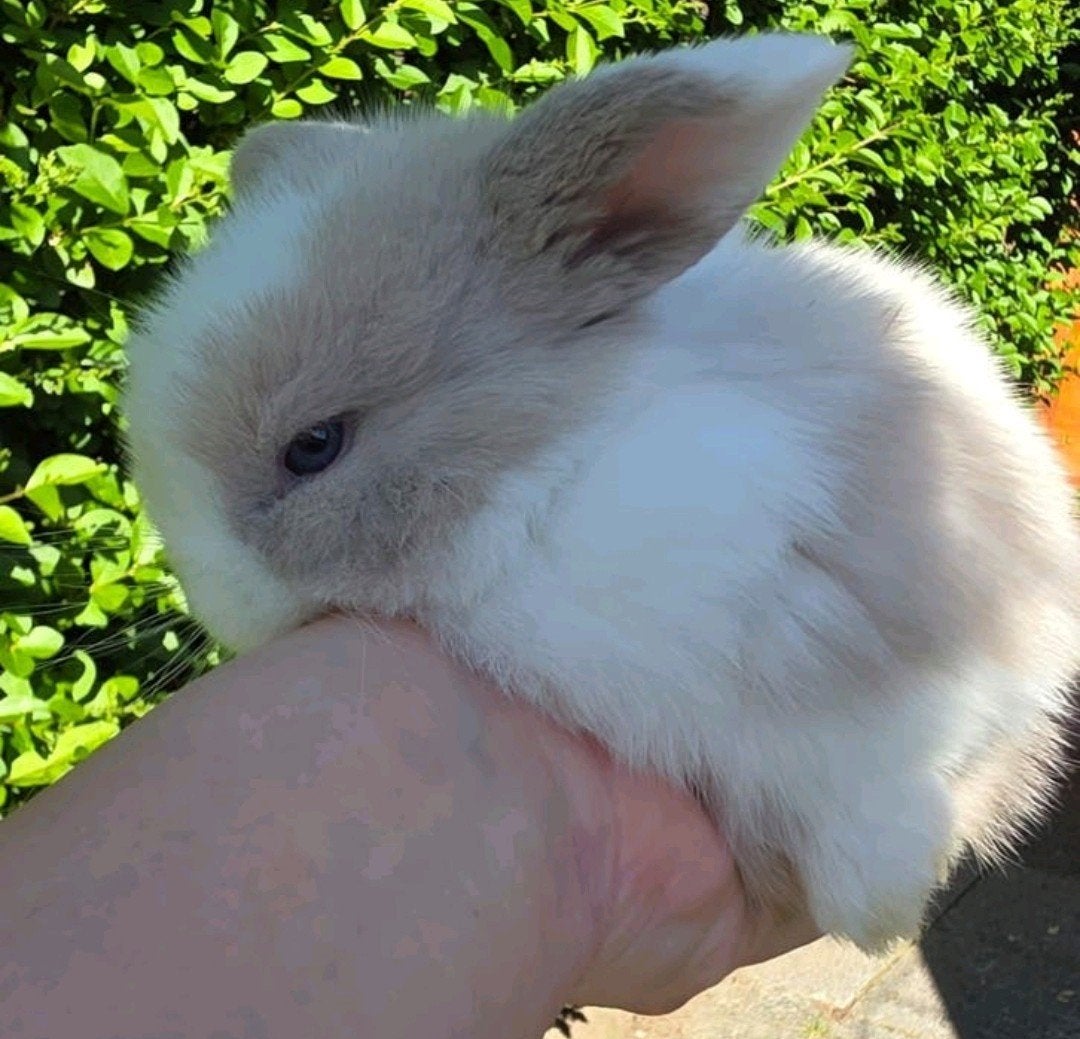 Minilop, Dieren en Toebehoren, Konijnen, Dwerg, Vrouwelijk, 0 tot 2 jaar, Hangoor