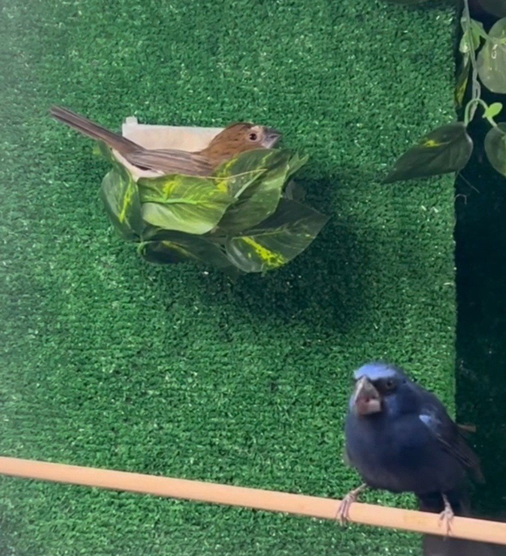 ZEER ZELDZAAM PAAR BISSCHOPPEN VAN BRISSON 600€ LEES HIEROND, Dieren en Toebehoren, Vogels | Kanaries, Meerdere dieren